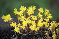 Biting Stonecrop Sedum acre L.