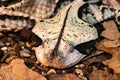 Bitis gabonica. The Gabonese Viper. Royalty Free Stock Photo