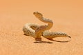 Bitis peringueyi, PÃÂ©ringuey`s Adder, poison snake from Namibia sand desert. Small viper in the nature habitat, Namib-Naukluft Par Royalty Free Stock Photo