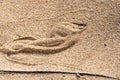 Bitis peringueyi snake hidding in the sand Royalty Free Stock Photo