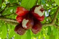 Bitten Otaheite Apples On Bunch