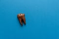 Bitten tooth from chocolate on blue paper background. Top view. Copy space. Healthy teeth, caries or dental care concept Royalty Free Stock Photo