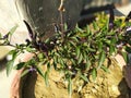 Bitter acapulco purple chili plant