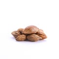 Bitter Almond - Prunus amygdalus var.amara Royalty Free Stock Photo