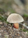 Bitter Beech Bolete