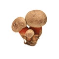 Caloboletus calopus mushroom Royalty Free Stock Photo