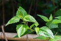 Bitter bush, Siam weedEupatorium odoratum