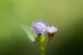 Bitter bush, Siam weed flowers with abstract blurred bacgruond, selective focus Royalty Free Stock Photo