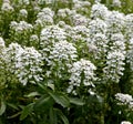 Bitter candytuft, Iberis amara