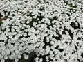 Bitter candytuft, Iberis amara