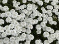 Bitter candytuft, Iberis amara