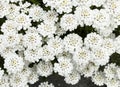 Bitter candytuft, Iberis amara