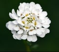 Bitter candytuft, Iberis amara