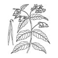 Bitter dogsbane line hand drawing plant, vector illustration.