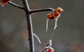 Bittersweet colorful berries covered in biting frost on a November morning Sugar Run Pennsylvania