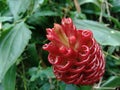 Bitter ginger Zingiber zerumbet, shampoo ginger, pinecone ginger, awapuhi, lempuyang is a species of plant in the ginger family.