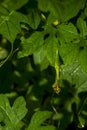 Bitter gourd is a biennial plant that is grown and easy to use, low-cost care