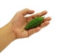 A bitter gourd in hand isolated on white background clipping path, abstract food and health care concept Royalty Free Stock Photo