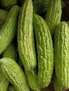 Bitter gourd, karela, bitter melon. This is a vegetable in India known for its distinct bitter taste and versatility in cooking. Royalty Free Stock Photo