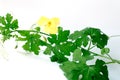 Bitter gourd with leaves on white background