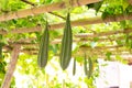 Bitter gourd plants in a farm