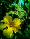 Bitter gourd& x27;s flower Royalty Free Stock Photo