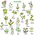 Bitter herbs collection Royalty Free Stock Photo