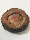 Himalayan fig seen from within