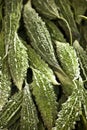 Bitter Karela Gourds On Display Royalty Free Stock Photo