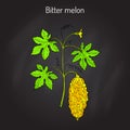 Bitter melon, or balsam-pear Momordica charantia
