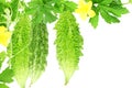 Bitter melon or bitter gourd with plant Royalty Free Stock Photo