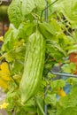 Bitter melon close up Royalty Free Stock Photo