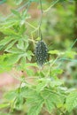 Bitter melon cultivation in the vegetable garden.