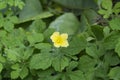 Bitter melon flower Royalty Free Stock Photo