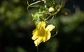 Bitter melon flower glowing in the early light Royalty Free Stock Photo