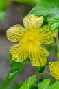 Bitter melon flower Royalty Free Stock Photo