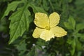 Bitter melon flower, Momordica charantia, on tropical forest Royalty Free Stock Photo