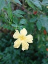 The bitter melon flower is starting to grow and is very beautiful when viewed from above the flowerÃ¯Â¿Â¼ Royalty Free Stock Photo