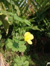 Bitter melon flower in the sunny morning Royalty Free Stock Photo