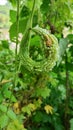 Bitter melon has a unique shape, namely curved into a circle