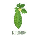 Bitter melon icon in flat style on white background Royalty Free Stock Photo