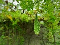 Bitter melon or momordica charantia on the plant