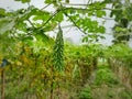 Bitter melon or momordica charantia on the plant