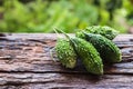 Bitter melon on old wooden background Royalty Free Stock Photo