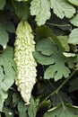 Bitter Melon on Vine Royalty Free Stock Photo