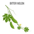 Bitter melon on white background isolated Royalty Free Stock Photo