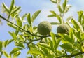 Bitter orange bush - poncirus trifoliata