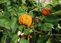 Bitter orange, or Citrus Aurantium fruit, on plant in a greenhouse.