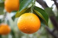 bitter orange fruit on a tree branch Royalty Free Stock Photo