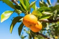 bitter orange fruit on a tree branch Royalty Free Stock Photo